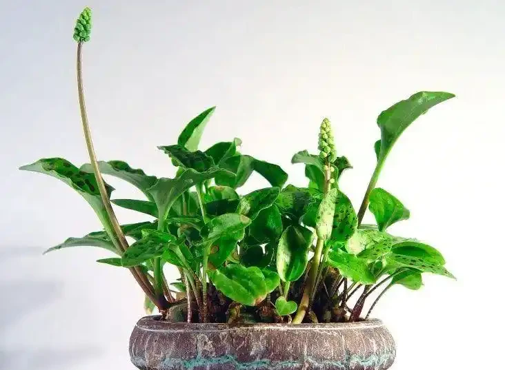 葉子長滿黑色斑點的油點百合,適合新手的球根花卉,葉子比花好看