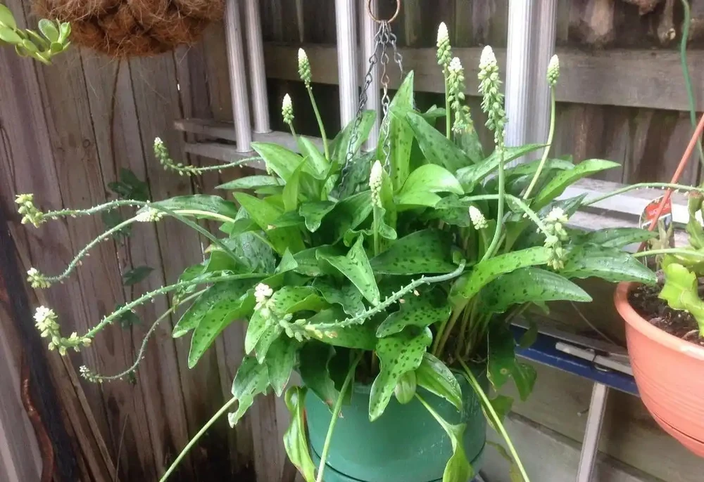 葉子長滿黑色斑點的油點百合,適合新手的球根花卉,葉子比花好看