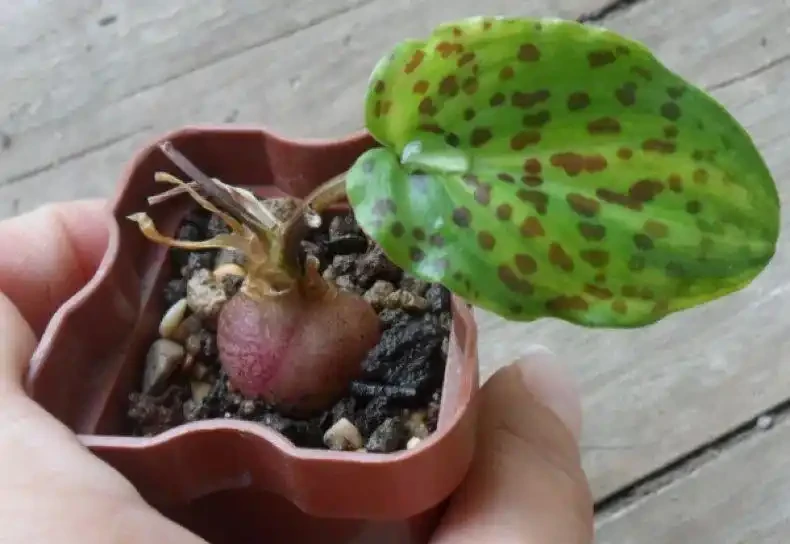葉子長滿黑色斑點的油點百合,適合新手的球根花卉,葉子比花好看
