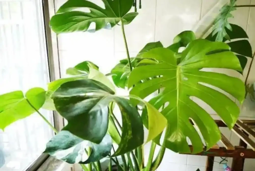 養龜背芋,秋天補上2種肥,長得枝葉繁茂