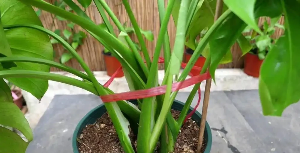 養龜背芋,秋天補上2種肥,長得枝葉繁茂