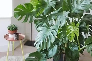養龜背芋，秋天補上2種肥，長得枝葉繁茂