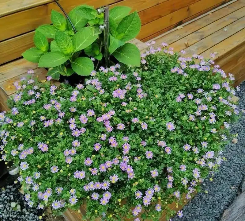 6種「四季花」,從年頭開到年尾,只要曬一曬,能開360天