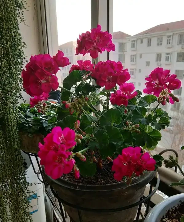 6種「四季花」,從年頭開到年尾,只要曬一曬,能開360天