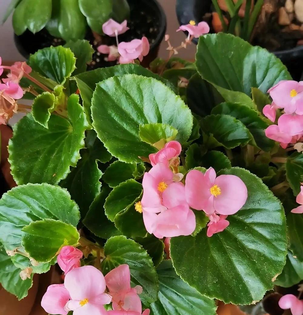 6種「四季花」,從年頭開到年尾,只要曬一曬,能開360天