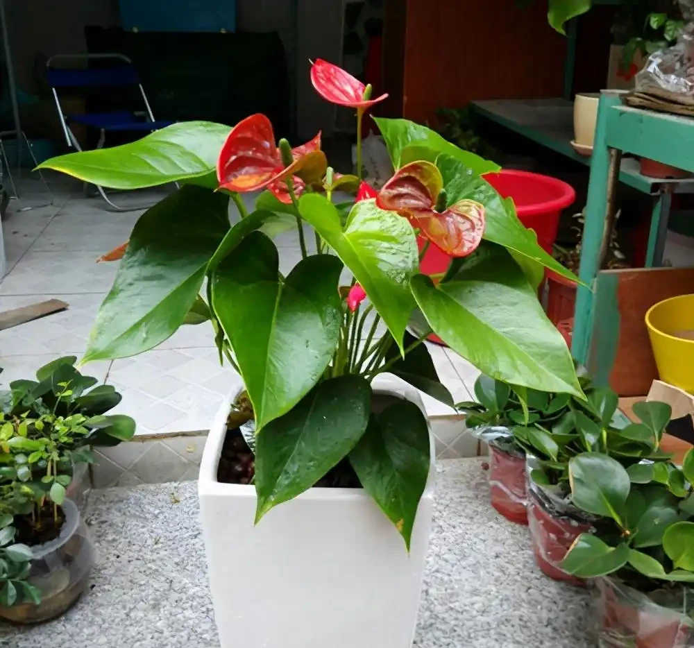 6種「四季花」,從年頭開到年尾,只要曬一曬,能開360天