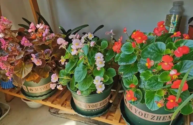 6種「四季花」,從年頭開到年尾,只要曬一曬,能開360天