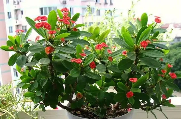 6種「四季花」,從年頭開到年尾,只要曬一曬,能開360天