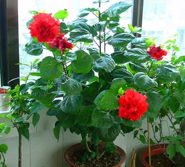 6種「四季花」,從年頭開到年尾,只要曬一曬,能開360天
