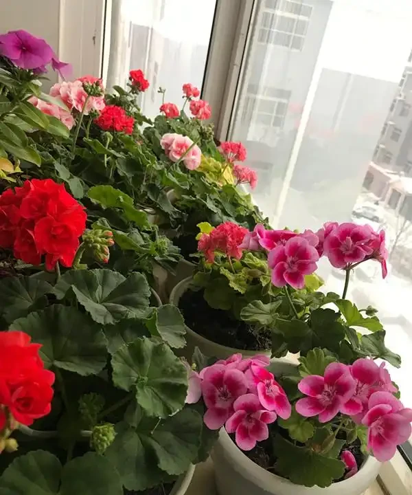 6種「四季花」,從年頭開到年尾,只要曬一曬,能開360天