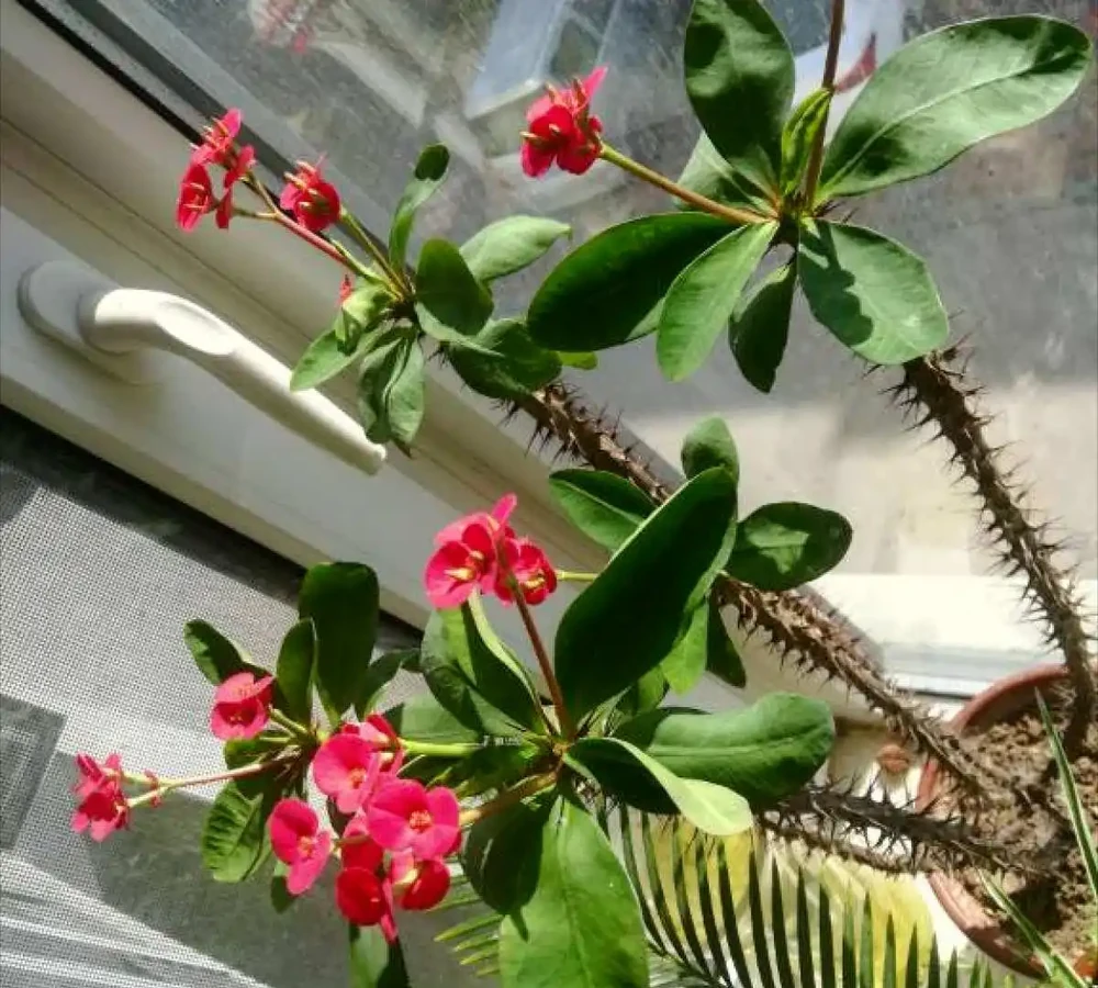 6種「四季花」,從年頭開到年尾,只要曬一曬,能開360天