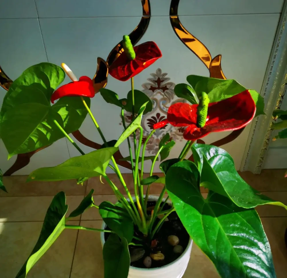 6種「四季花」,從年頭開到年尾,只要曬一曬,能開360天