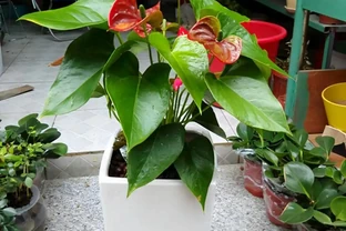 6種「四季花」，從年頭開到年尾，只要曬一曬，能開360天