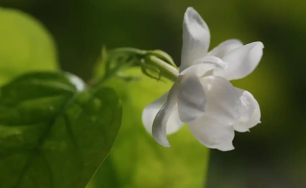 茉莉花適合在室內養嗎?需要看地方,不是所有室內都適合