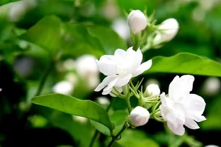 茉莉花適合在室內養嗎？需要看地方，不是所有室內都適合