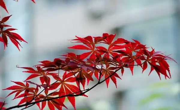 讓樹木快速生長的肥料,氮磷鉀三元素,缺一不可