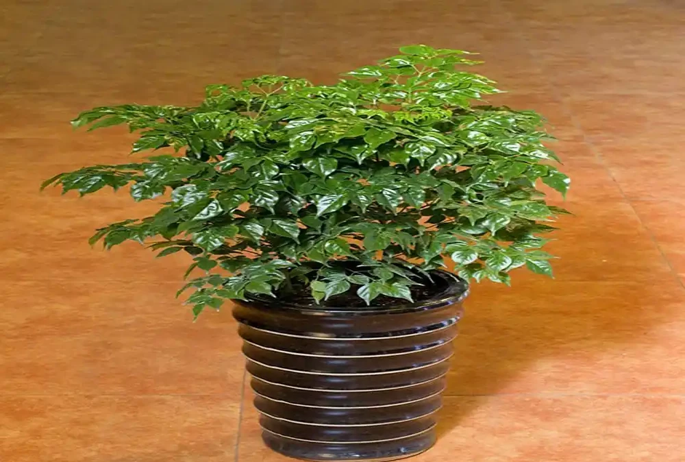 夏天怎麼養好幸福樹?