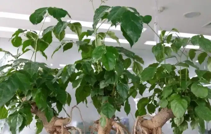 夏天怎麼養好幸福樹?