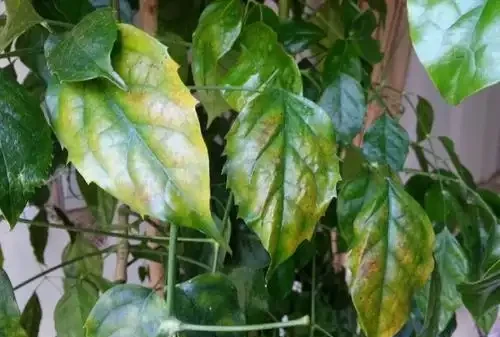 夏天怎麼養好幸福樹?