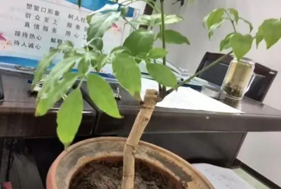 夏天怎麼養好幸福樹?