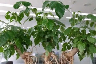 夏天怎麼養好幸福樹？