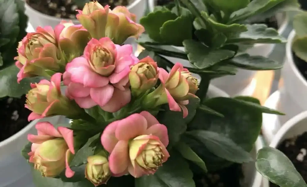 4種「四季花」,好養又漂亮,一年至少能開300天,值得擁有