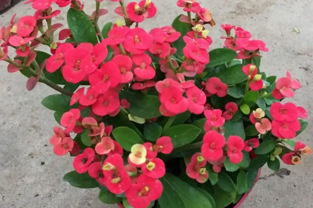 4種「四季花」,好養又漂亮,一年至少能開300天,值得擁有
