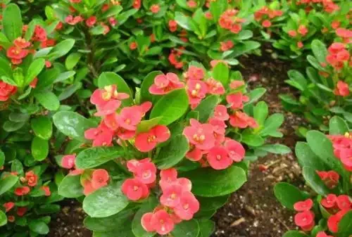 4種「四季花」,好養又漂亮,一年至少能開300天,值得擁有
