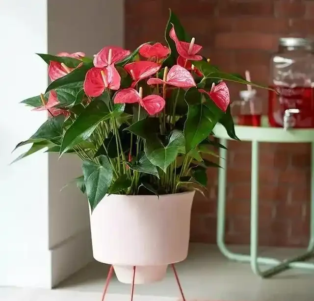 4種「四季花」,好養又漂亮,一年至少能開300天,值得擁有