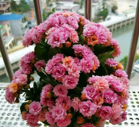 4種「四季花」,好養又漂亮,一年至少能開300天,值得擁有