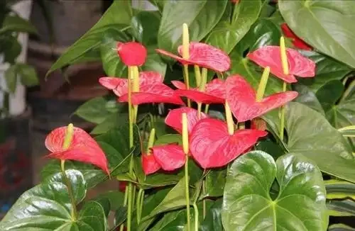 4種「四季花」,好養又漂亮,一年至少能開300天,值得擁有