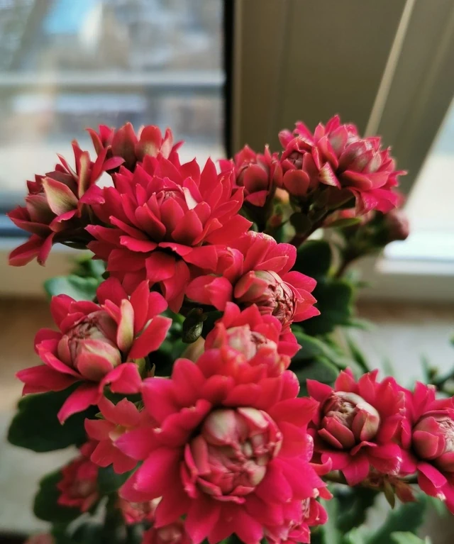 4種「四季花」,好養又漂亮,一年至少能開300天,值得擁有