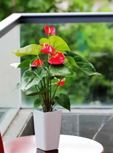 4種「四季花」,好養又漂亮,一年至少能開300天,值得擁有
