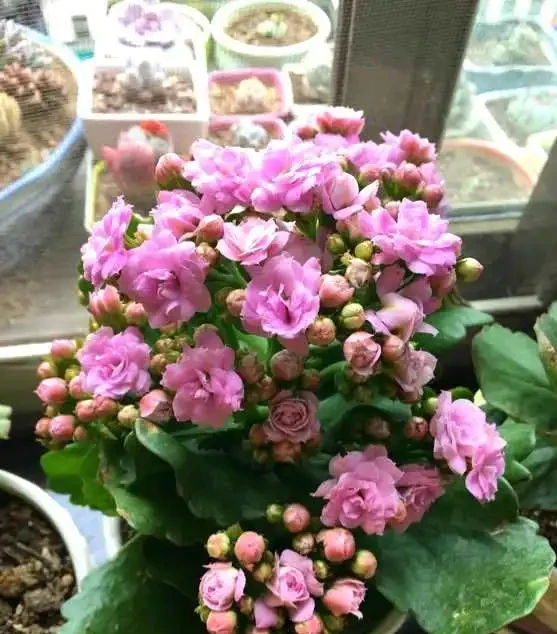 4種「四季花」,好養又漂亮,一年至少能開300天,值得擁有