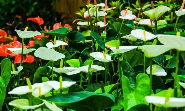 4種「四季花」,好養又漂亮,一年至少能開300天,值得擁有