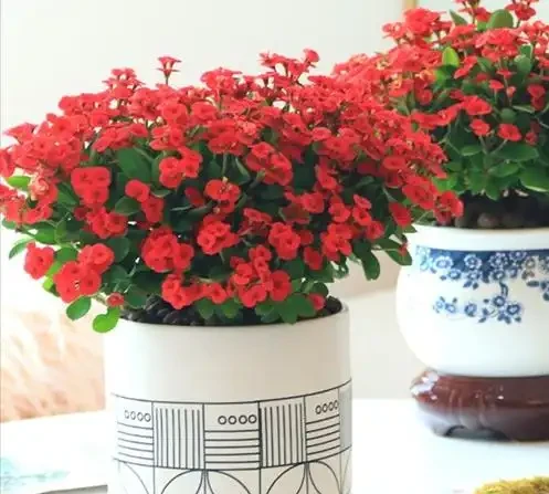 4種「四季花」,好養又漂亮,一年至少能開300天,值得擁有