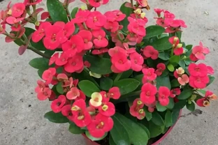 4種「四季花」，好養又漂亮，一年至少能開300天，值得擁有