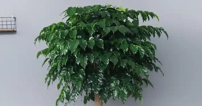 家庭盆栽幸福樹,從小苗到大苗很簡單,你可能只差了這關鍵的幾步