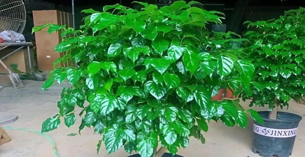 家庭盆栽幸福樹,從小苗到大苗很簡單,你可能只差了這關鍵的幾步
