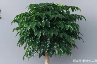 家庭盆栽幸福樹，從小苗到大苗很簡單，你可能只差了這關鍵的幾步