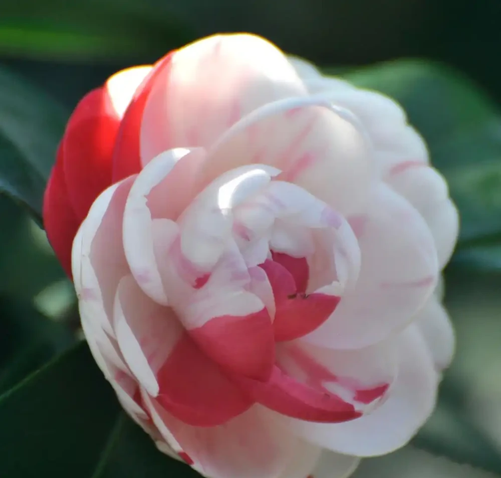茶花葉尖發焦是怎麼回事?