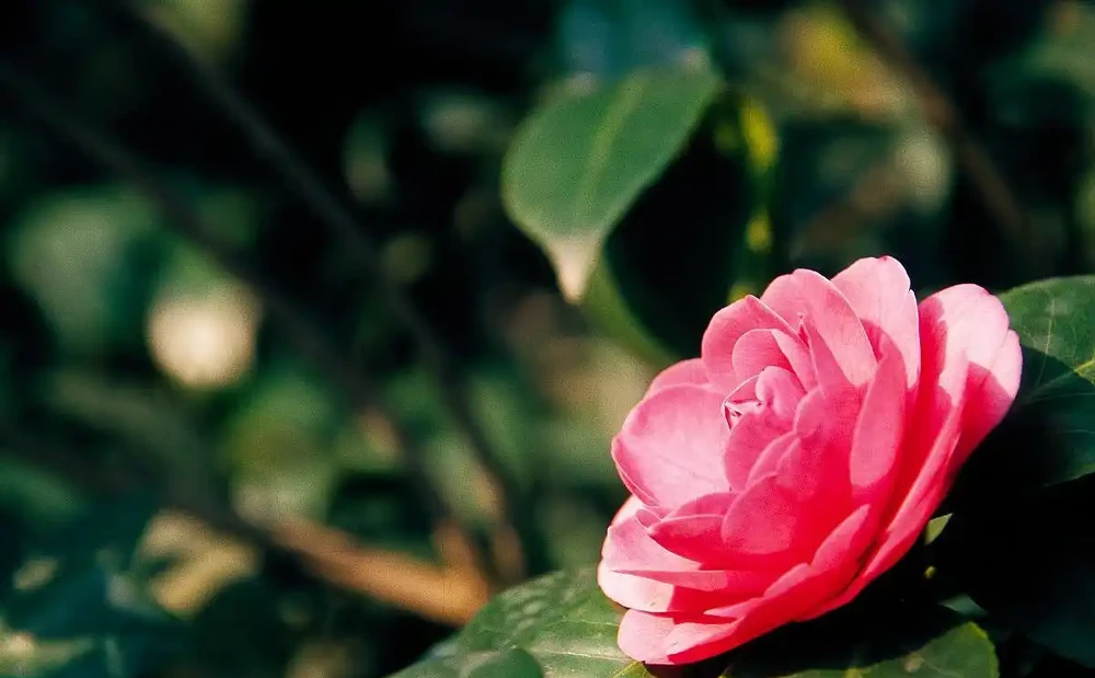 茶花葉尖發焦是怎麼回事?