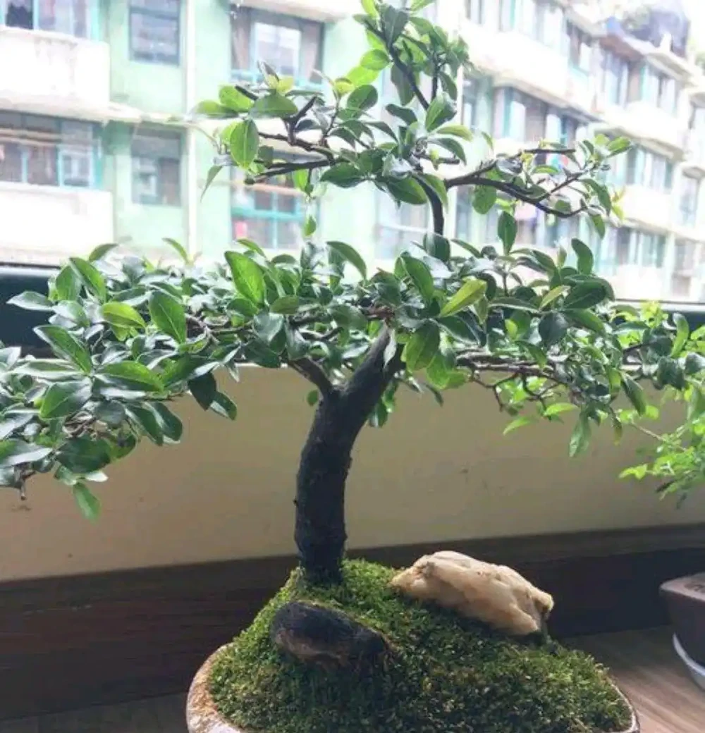 金彈子出現失枝現象，這是怎麼回事？該如何解決？