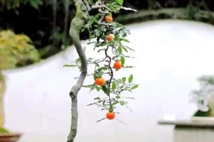 金彈子出現失枝現象，這是怎麼回事？該如何解決？