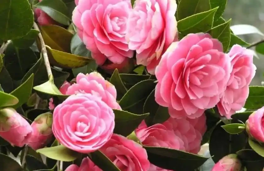 9月給茶花喂點酸水，根壯葉綠長勢好，開花又大又鮮豔