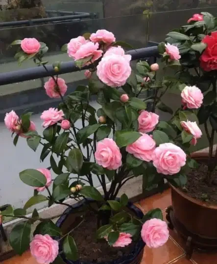 9月給茶花喂點酸水，根壯葉綠長勢好，開花又大又鮮豔