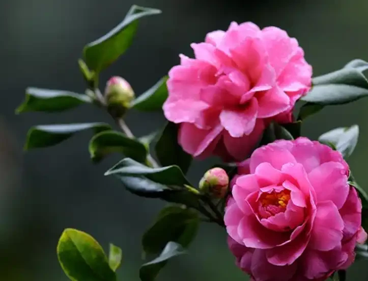 9月給茶花喂點酸水，根壯葉綠長勢好，開花又大又鮮豔