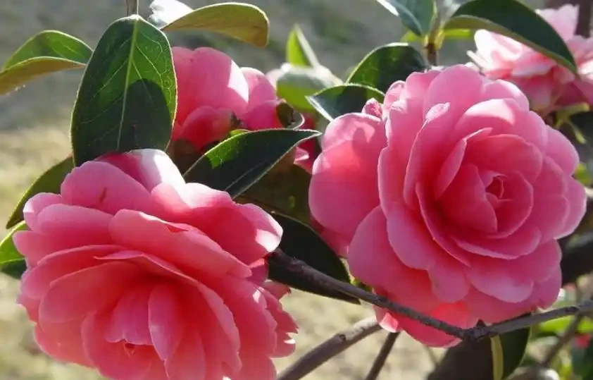 9月給茶花喂點酸水，根壯葉綠長勢好，開花又大又鮮豔