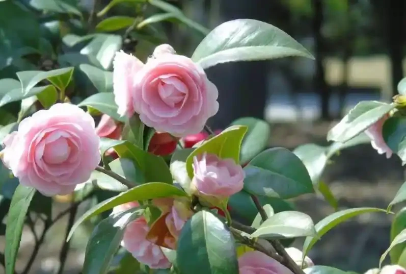 9月給茶花喂點酸水，根壯葉綠長勢好，開花又大又鮮豔