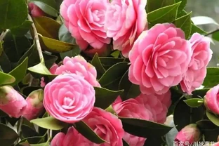 9月給茶花喂點酸水，根壯葉綠長勢好，開花又大又鮮豔
